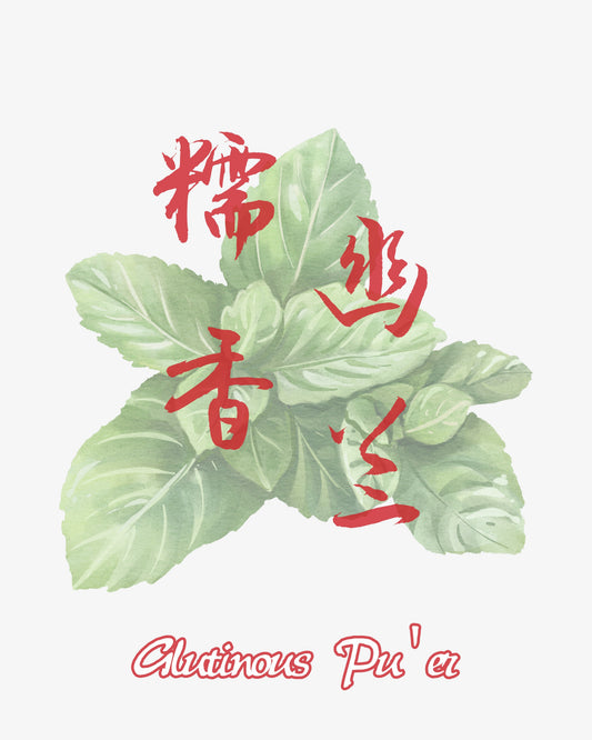 Glutinous Pu'er 糯香普洱