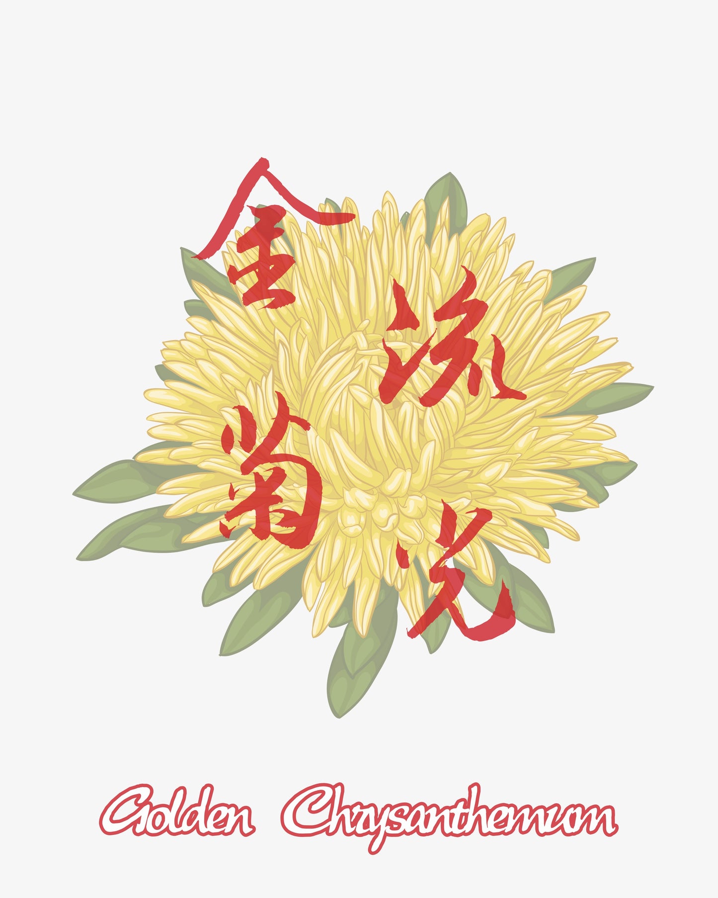 Golden Chrysanthemum 金菊流光